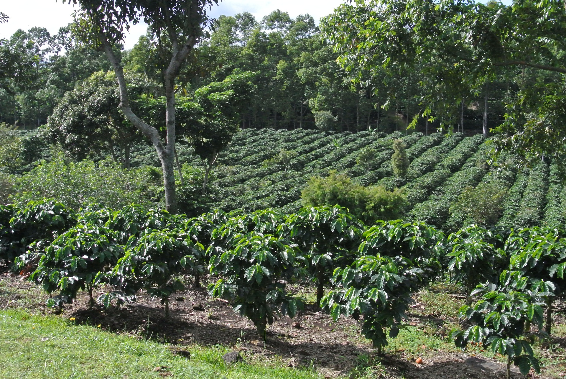 coffee-642773_1920