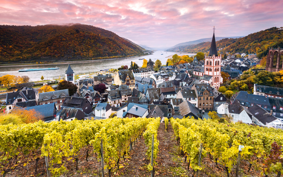 A vineyard looking down on Rudesheim, by the Rhine.